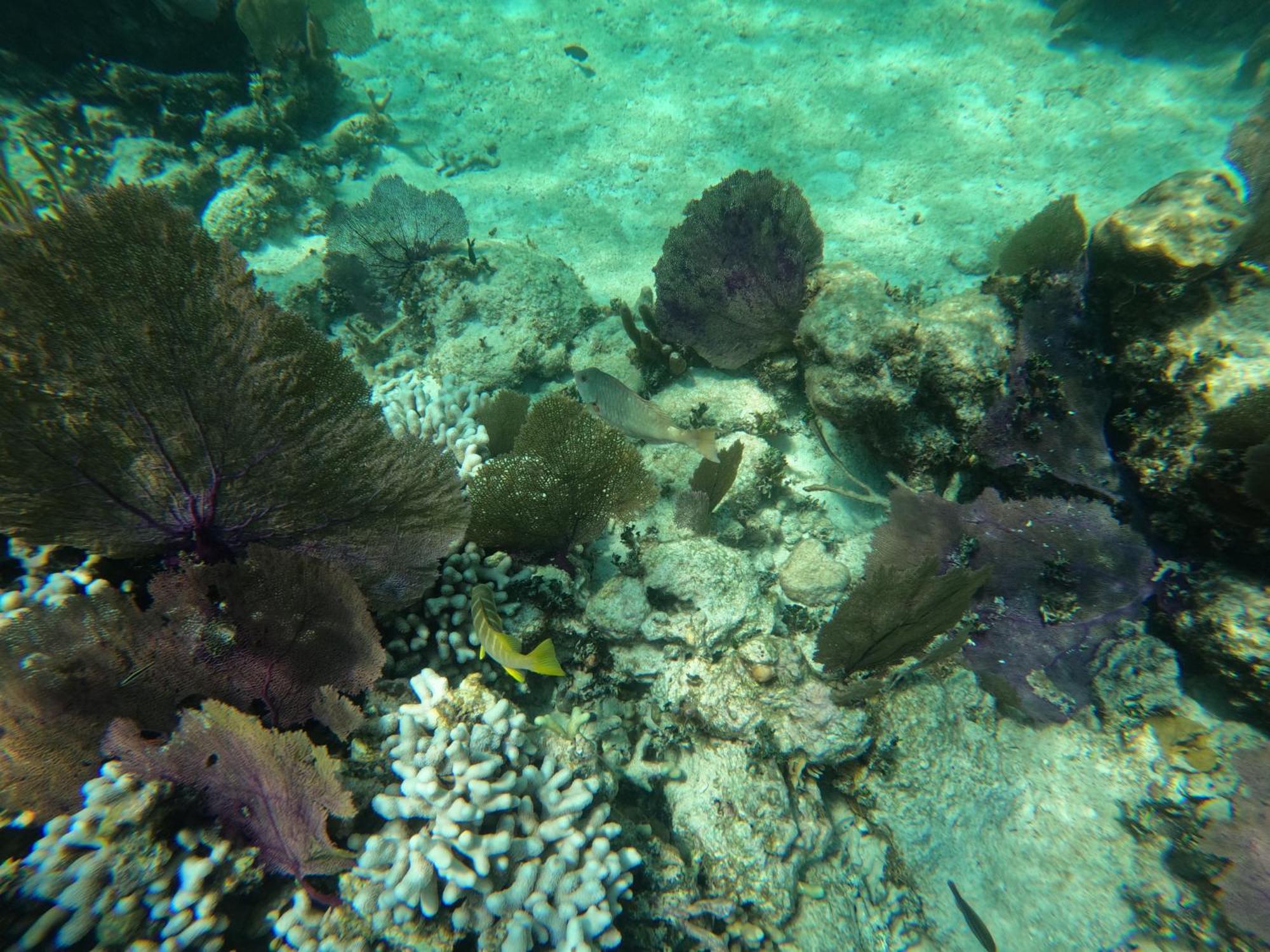 Villa The Coral Casa Caye Caulker Esterno foto
